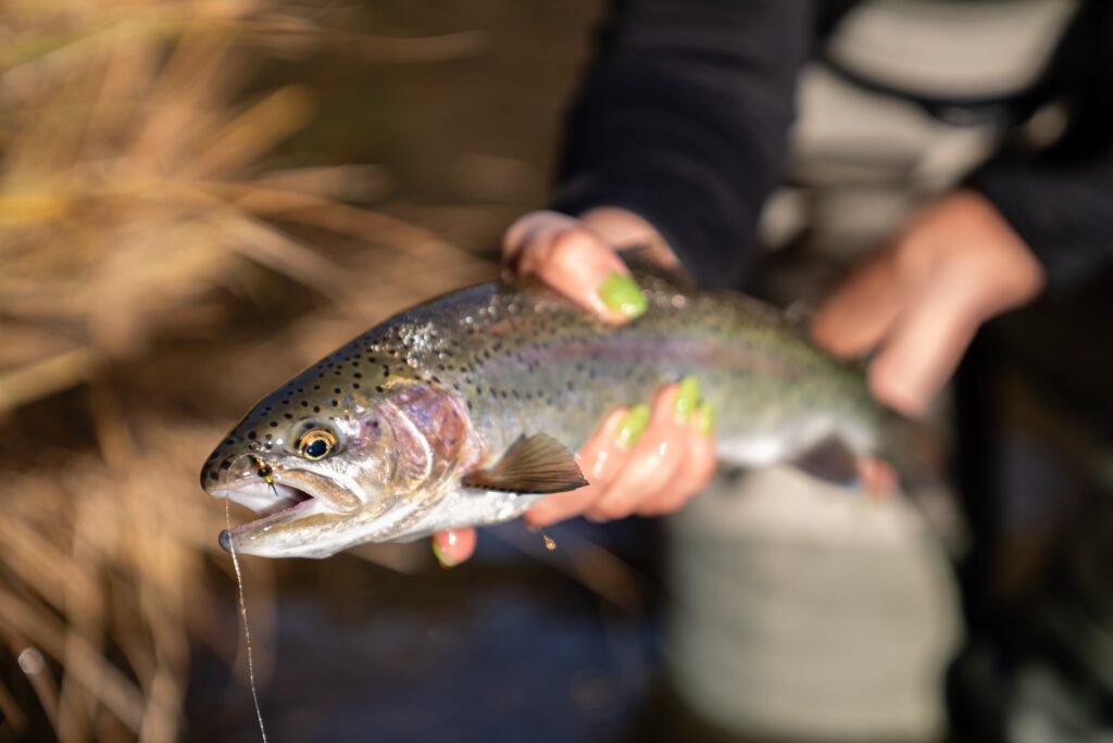 Trinity River Report