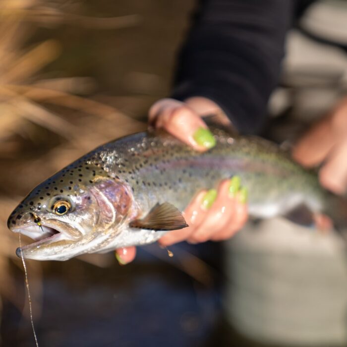 Trinity River Report