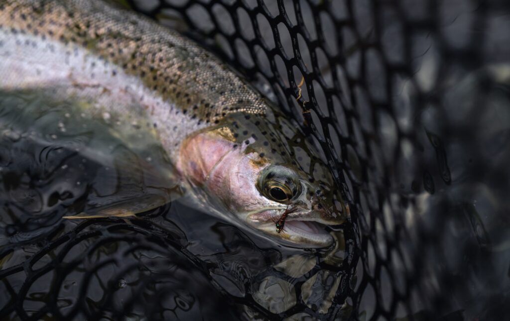 Lower Yuba River Report