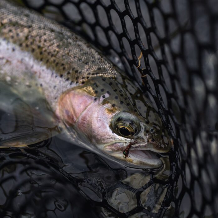 Lower Yuba River Report