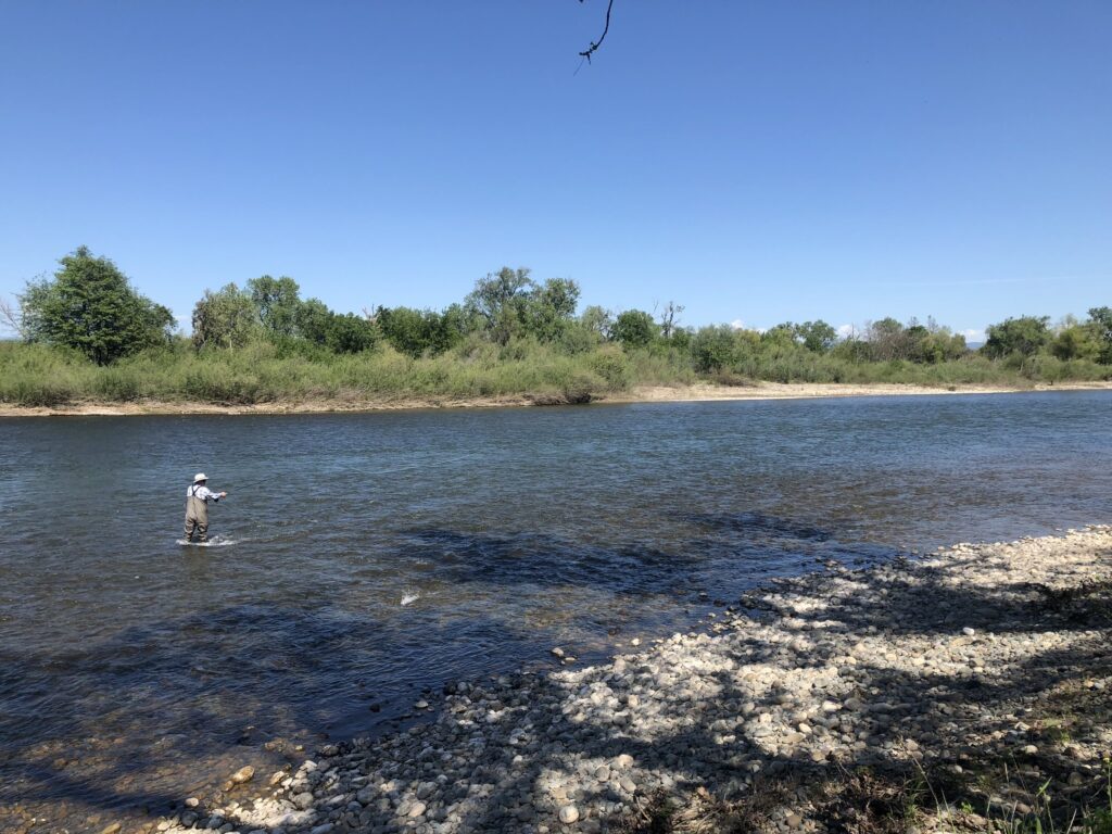 Spring Steelhead on the Feather River