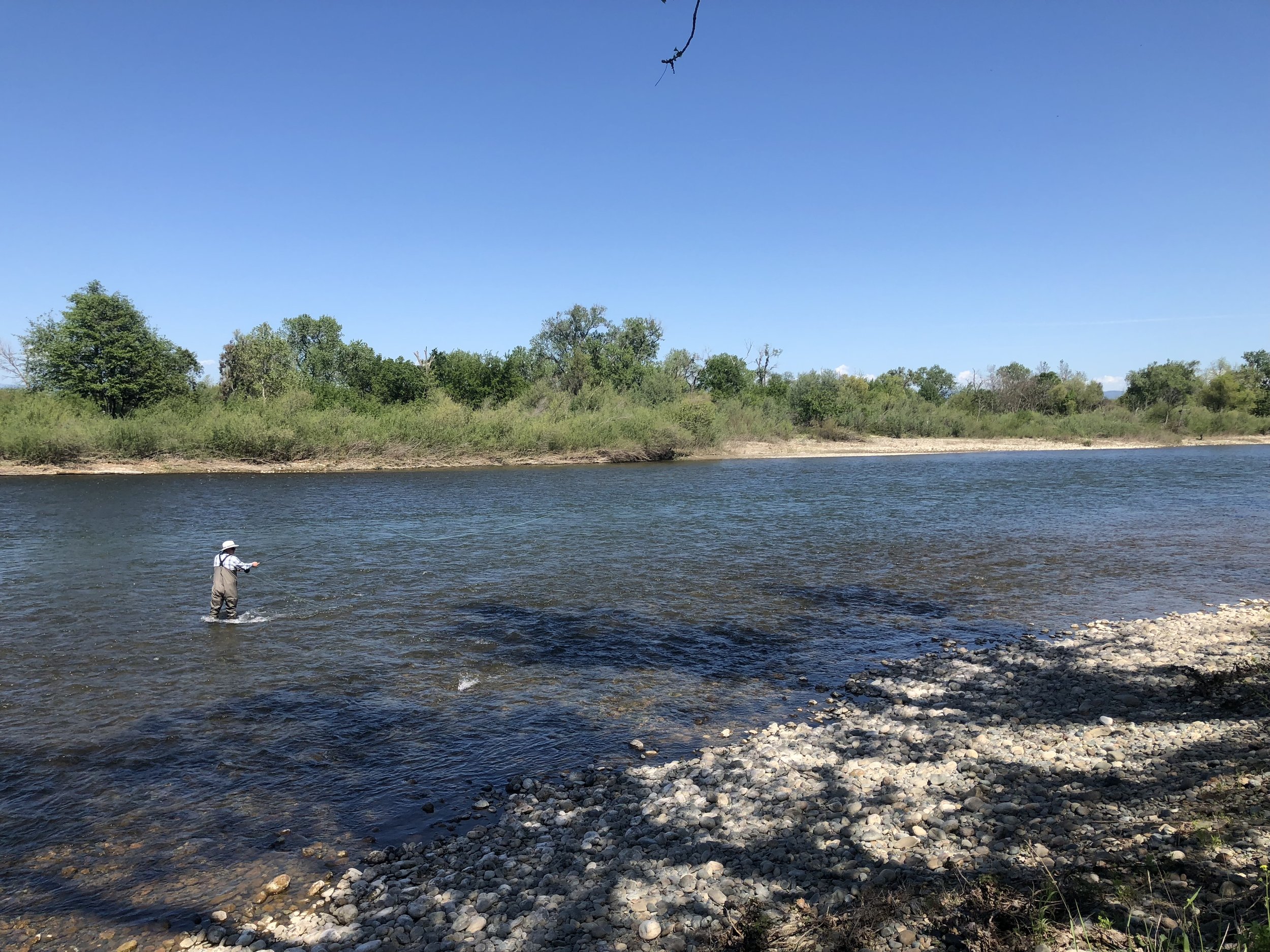 Spring Steelhead on the Feather River