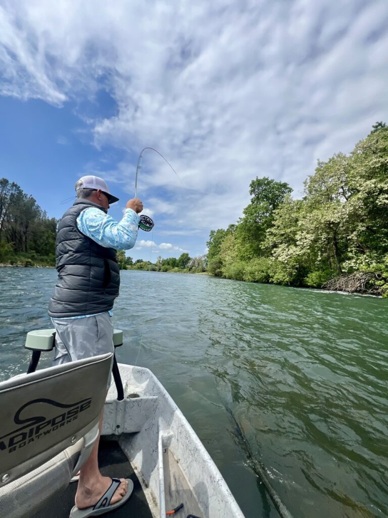 Lower Sacramento River Report