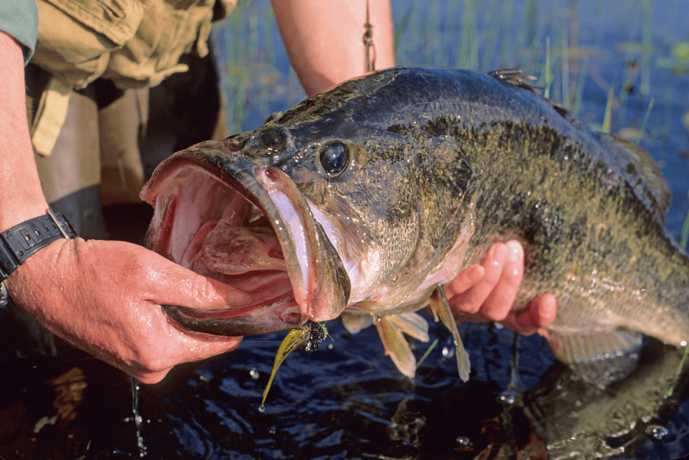 Ultimate Guide to Fly Fishing for Bass