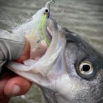 Picture of Maury Hatch